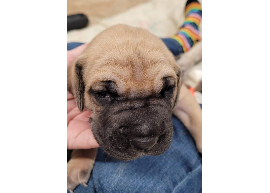 upcoming-puppies